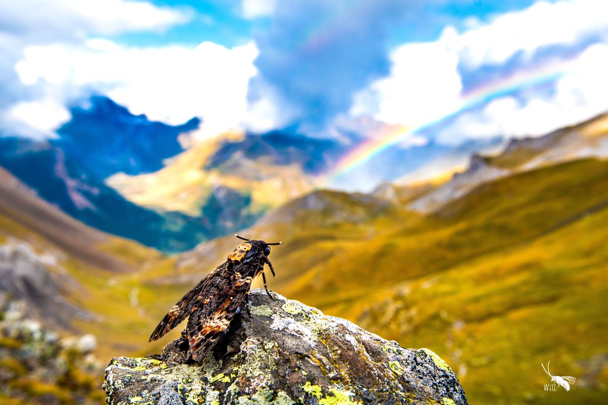 Dr Will Leo Hawkes (@willleohawkes) on Twitter photo Incredible new research out from <a href="/myles_menz/">Myles Menz</a>, <a href="/j_chapman2/">Jason Chapman</a> and others.
They put radio trackers on the backs of these Deaths head hawkmoths and then followed them in a small Cessna plane!!
The moths were recorded migrating south for 80 km in 4 hours!
exeter.ac.uk/cornwall/news/… Incredible new research out from <a href="/myles_menz/">Myles Menz</a>, <a href="/j_chapman2/">Jason Chapman</a> and others.
They put radio trackers on the backs of these Deaths head hawkmoths and then followed them in a small Cessna plane!!
The moths were recorded migrating south for 80 km in 4 hours!
exeter.ac.uk/cornwall/news/…