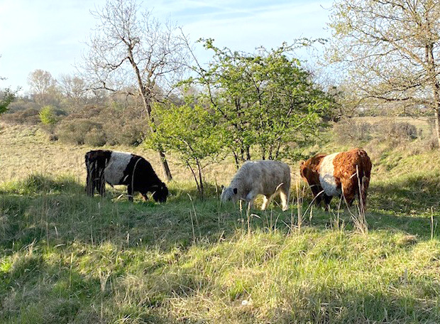 detapuit's tweet photo. Aanhoudende hitte en #droogte vergroot kans op brand in onze waardevolle #duinen. Help mee ze te beschermen:
- Niet roken
- Geen open vuur
- Afval in de prullenbak of mee naar huis
- Hou paden vrij voor hulpdiensten
- Zie je een beginnend brandje? bel 112
 @dunea @nphollandsduin https://t.co/yBR0FxYRZw