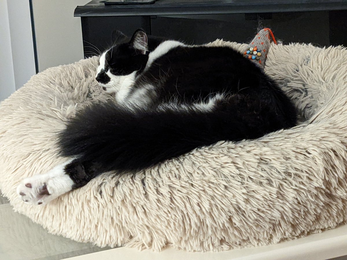 MCrisCardena's tweet photo. #SUNDAYKALOCFUNDAY
#KALOC #SUNDAYEARLYMORNING #ZENMASTER IN RESIDENCE❣️🙆🏻❤️🐈‍⬛ #TOEBEANS🐾❤️❤️❤️❤️❤️❤️ https://t.co/tjHg6xAgx6