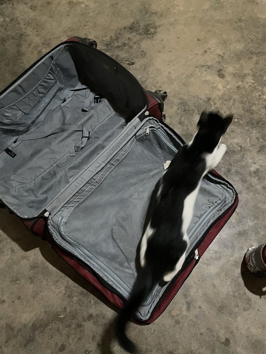 DrEBallare's tweet photo. After a morning of lizard and forest shrew hunting, Valoou the @BugomaPrimates #fieldcat stayed true to cat’s everywhere by helping me pack and making it clear that he was also coming on the trip home with me 🤣😻🧳🚗. #postdocchatter #AcademicChatter #fieldwork https://t.co/jHV2GrbOIY