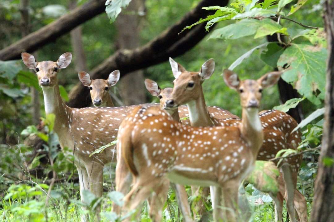 HarithaHaram's tweet photo. Spotted deer's @Kawal Tiger Reserve, Jannaram
@Kawal_TR 
Improved Habitat In Tiger Reserves &amp; Telangana Forests. Showing Fruitful Results. 

@TelanganaCMO 
@moefcc 
@IKReddyAllola 
@KTRTRS 
@MPsantoshtrs 
@dobriyalrm 
@ntca_india 
@HiHyderabad 
@MinisterKTR https://t.co/OLCEW1XYHd