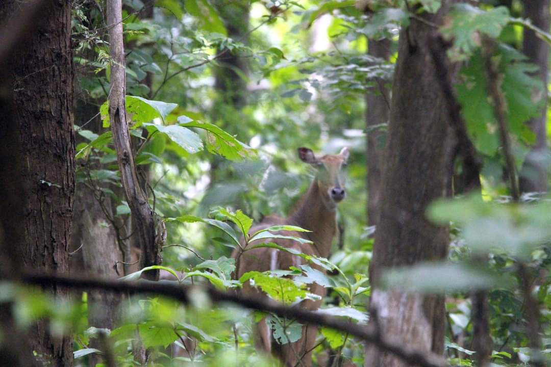 HarithaHaram's tweet photo. Spotted deer's @Kawal Tiger Reserve, Jannaram
@Kawal_TR 
Improved Habitat In Tiger Reserves &amp; Telangana Forests. Showing Fruitful Results. 

@TelanganaCMO 
@moefcc 
@IKReddyAllola 
@KTRTRS 
@MPsantoshtrs 
@dobriyalrm 
@ntca_india 
@HiHyderabad 
@MinisterKTR https://t.co/OLCEW1XYHd