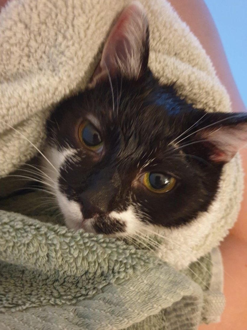 miaandtonycats's tweet photo. mommy made me take a bath ๐ฟ๐ฟ๐ฟ๐๐๐ because she claims I had a #dingleberry I will not further speak on this matter!!!! ๐ซ๐ซ๐ซ๐ซ๐คฎ๐คฌ๐คฌ๐คฌ๐คฌ๐คฌ๐คฌ๐ฑ๐คฅ๐คฅ๐ค๐ค๐ค๐ฉ๐ฉ๐ฉ๐ฉ๐ฉ๐ฉ๐๐๐๐
#Caturday #CatsOfTwitter #CatsOnTwitter #plottingcats #plottingcat #revenge #catbath #catburrito https://t.co/DxkYUQy4Zi