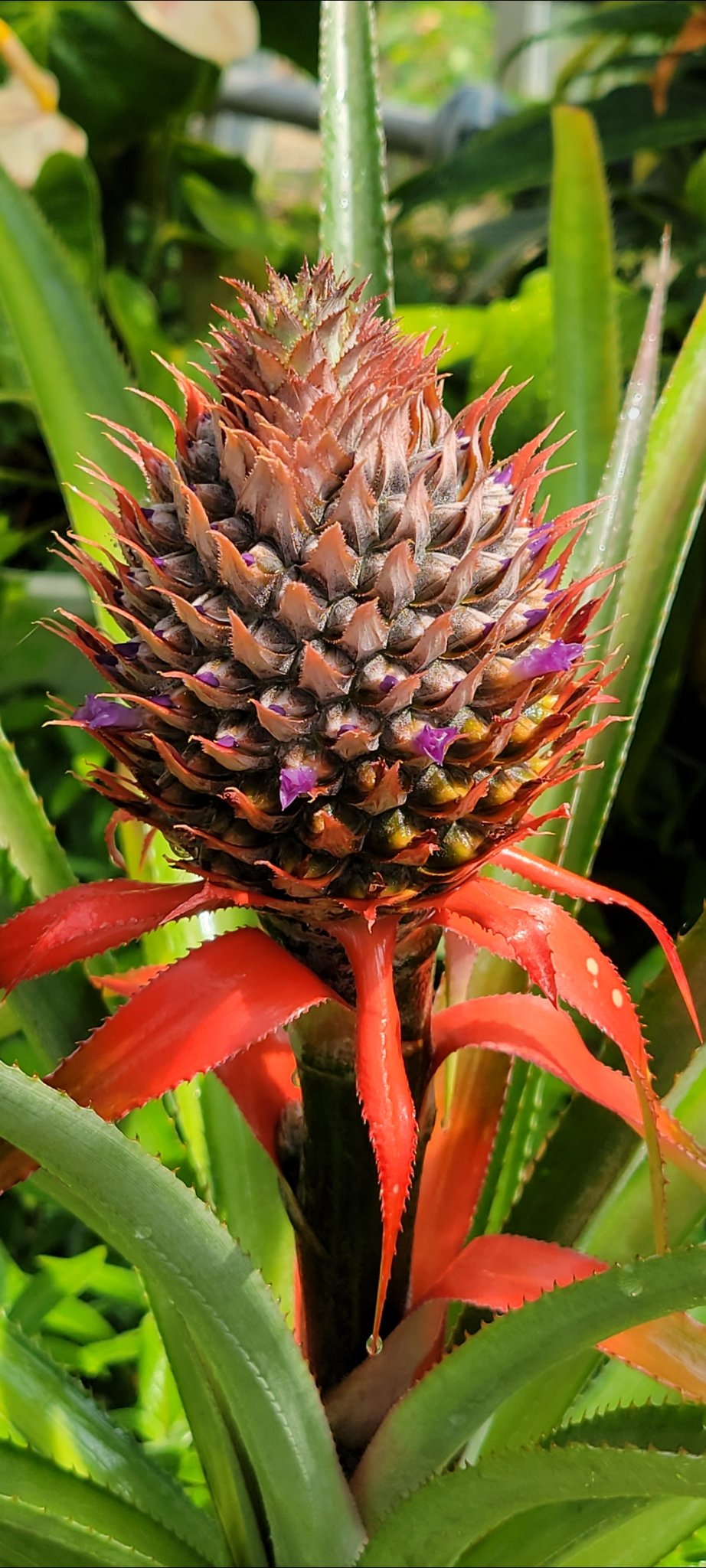 パイナップルの花 Twitter Search Twitter