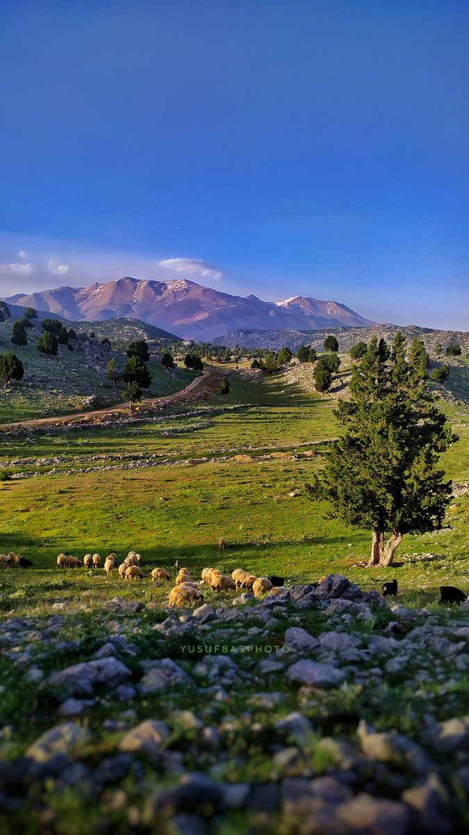 Temel geçim kaynağı tarım ve hayvancılık olan Nurhakta doğamıza ekmeğimize dokunmayın. Heslere madenlere hayır. 
#nurhaktamadenaramayın
#nurhaktahesistemiyoruz diyoruz.. 

<a href="/halktvcomtr/">Halk TV</a> <a href="/Serhan_Asker/">Serhan Asker</a>
#görkemlihatıralar