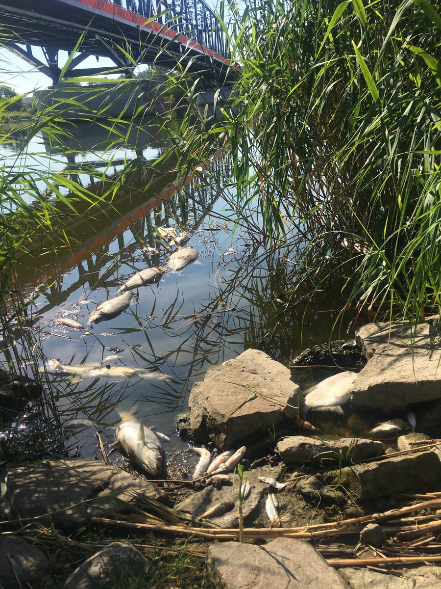 Es ist zum Heulen. So sieht es gerade am Ufer der Oder aus.