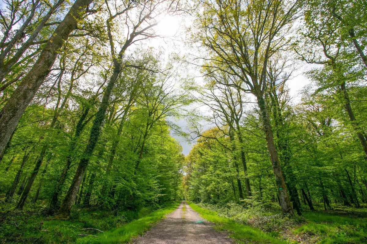 jslaloy's tweet photo. âČ Sont concernĂ©es les fontaines des Porchers, de la SabliĂšre, de la Goutte-dâArgent, de Cros-Chaud et de Saloup.
#restauration #patrimoinenaturel #patrimoinerural #nature #fontaine #cadredevie #forĂȘt #foretdexception #paystronçais #auvergne #allier #allierbourbonnais https://t.co/tNMYCtaC8s