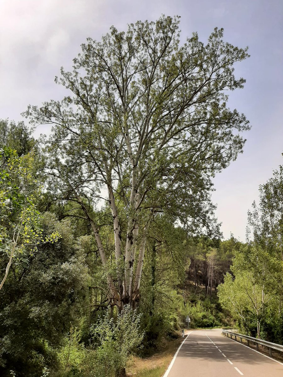 jaumemarles's tweet photo. Inventari dels arbres singulars i monumentals de Querol @Aj_Querol @pijoan_jordi #populusalba #arbresmonumentals https://t.co/wOc46AGtzf