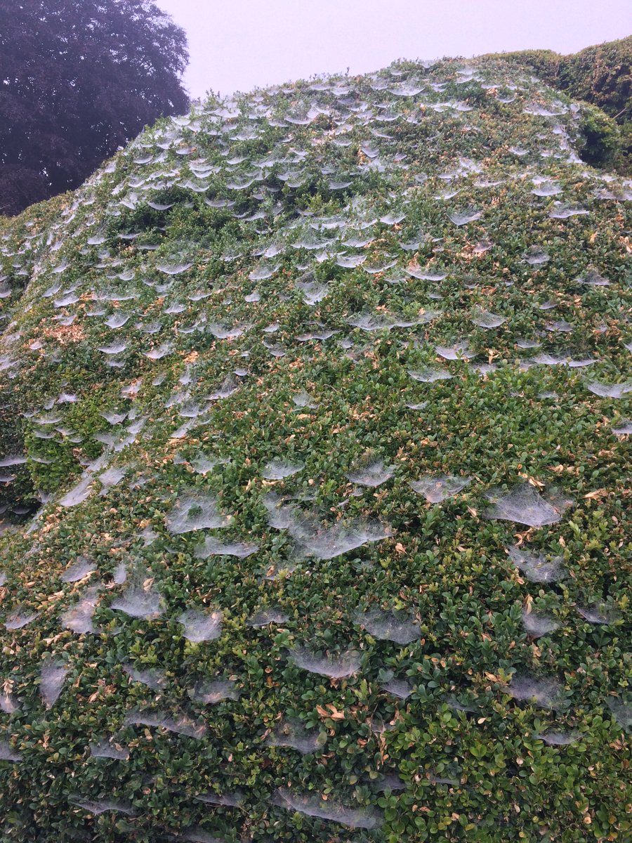 Spiders webs on the mound, Sunday morning.