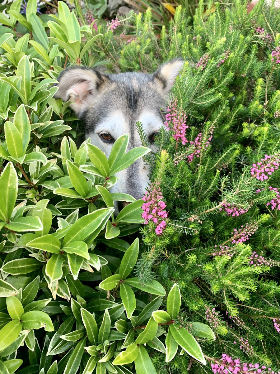 nekopog's tweet photo. Squirrel saw me get the brush & promptly went into hiding #muttsoftwitter #AdoptDontShop #malamute #RescueDogs https://t.co/M8P1z6gOsB