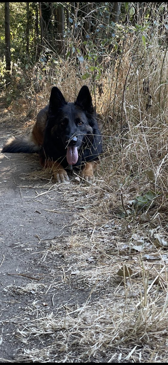 NicNic711's tweet photo. My girl 🥰 thank god for dogs eh 🥰 #fit #strong #loving #obedient #goodgirl #shiny #healthy #MetPolPup #GSDxMali #bb https://t.co/rAUSerGZrB
