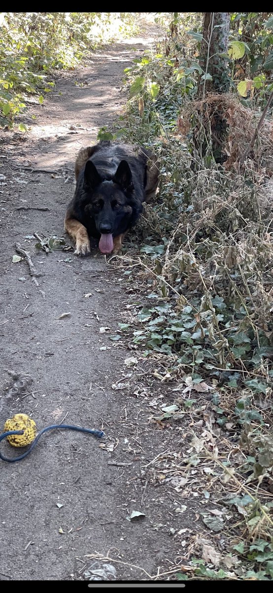 NicNic711's tweet photo. My girl 🥰 thank god for dogs eh 🥰 #fit #strong #loving #obedient #goodgirl #shiny #healthy #MetPolPup #GSDxMali #bb https://t.co/rAUSerGZrB