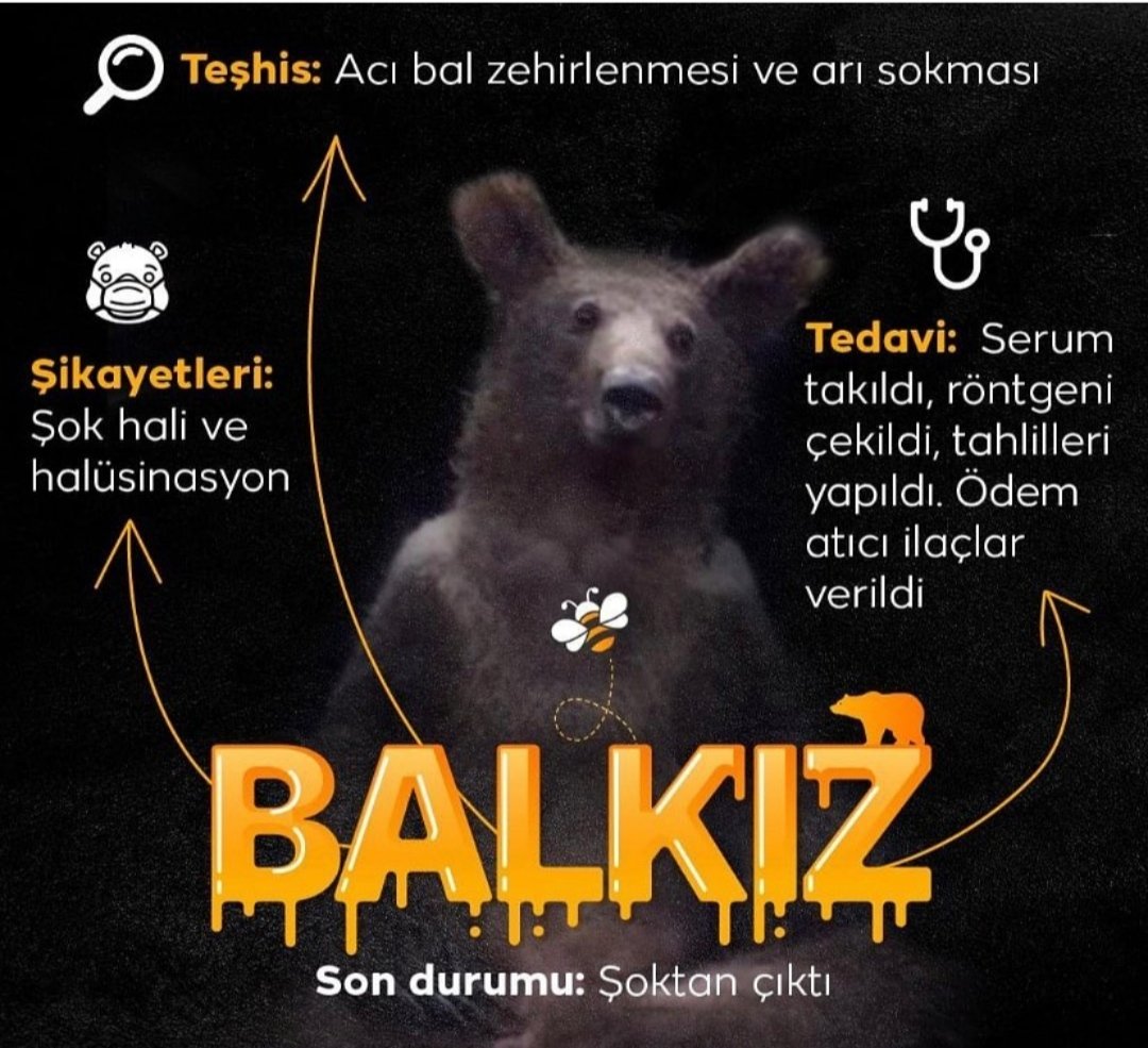 Akcakocadanhe's tweet photo. Düzce'nin sembolü olan Balkız Şoktan çıkmış ve tekrardan doğaya salınmıştır https://t.co/6rgbTsBJc8