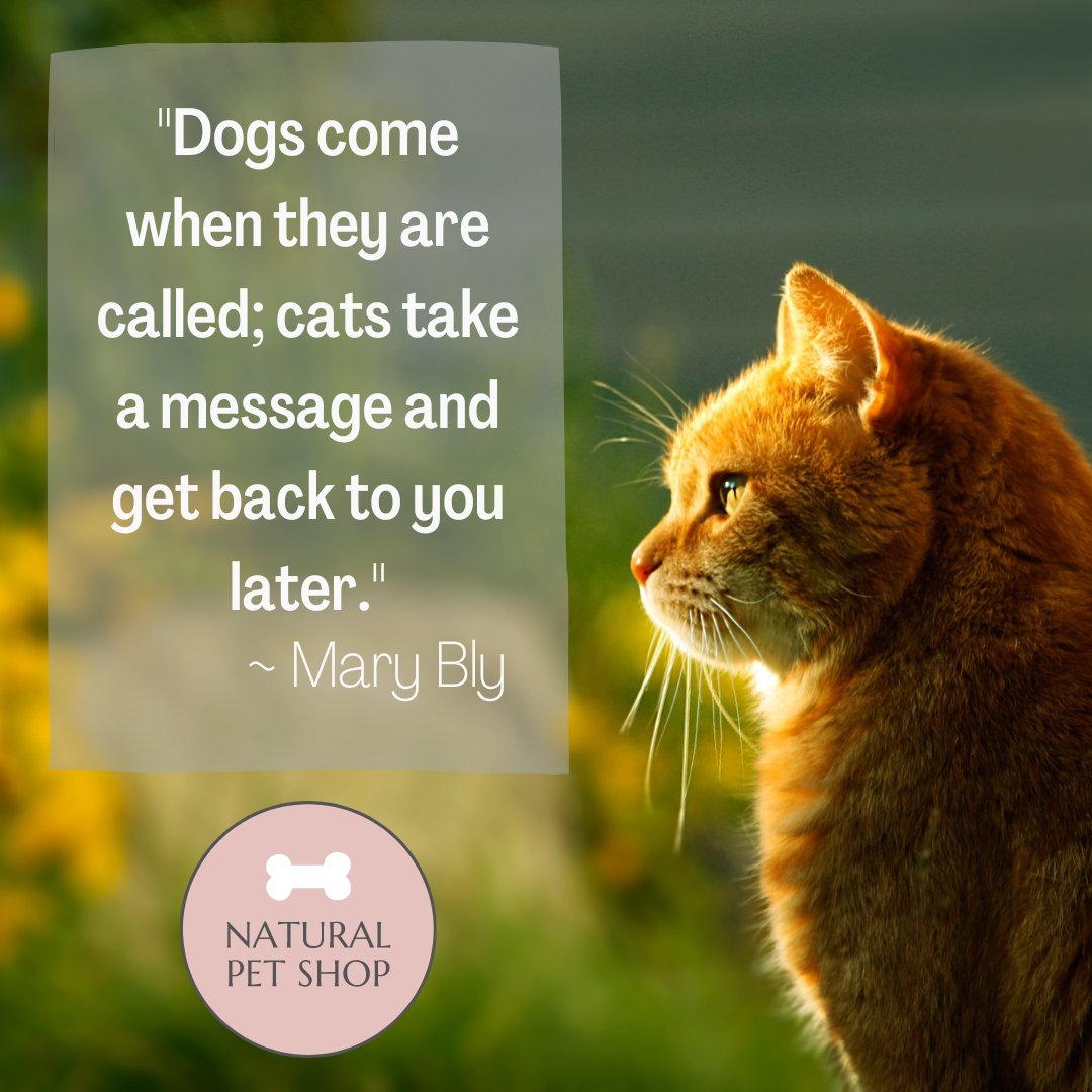 NaturalPet_Shop's tweet photo. Who else will agree?๐น
#naturalpetshop #quote #funny #cat #catmum #dogmum #lol #catsuk #petsuk #animallover #ilovemycat #ilovemydog #kitten #catoftheday #kitty #meow #pet #dogs #doglover #pets #dog #catlife #cats #catlover #puppy #catlovers https://t.co/3V8KYeFWH0