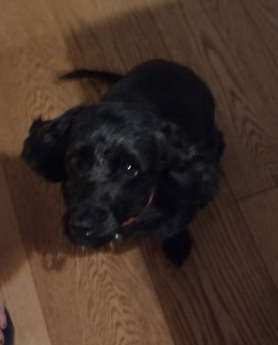 SP_Collab's tweet photo. Dog https://t.co/zAQtPbvWBn