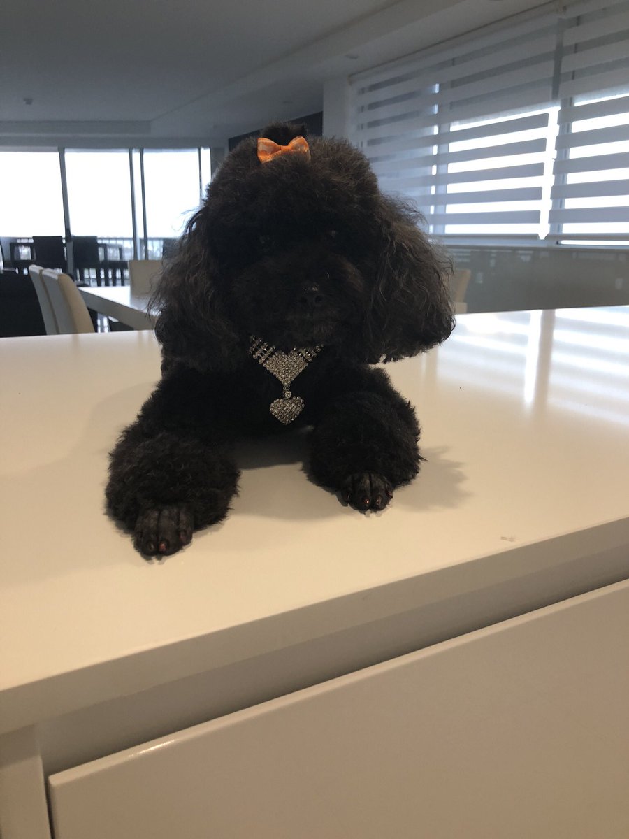 AlicethePoodle's tweet photo. My Mum loves bling , hmmm so do I 🤷‍♀️#bling #dogsoftwitter #poodle #poodlesoftwitter #lovebling https://t.co/YZJADsTPwV