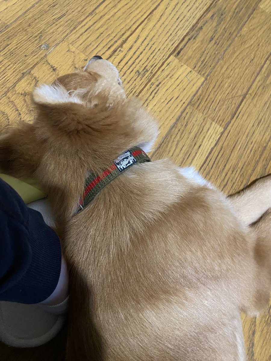 もちもちもちた Motimotimochita Twitter