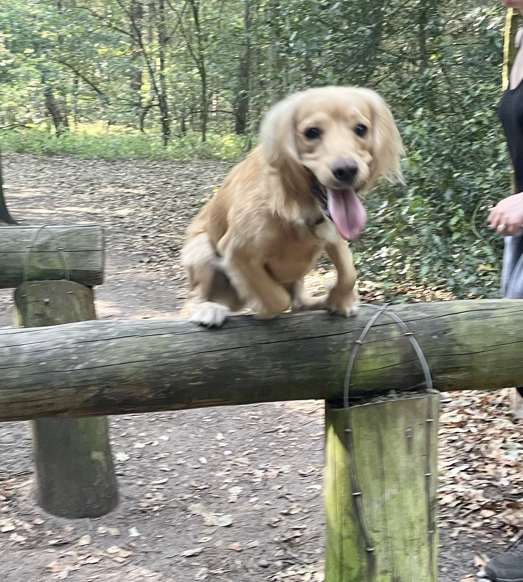 OllyWCS's tweet photo. Hey friends.
An early trip to my woods again today and even managed to practice my jumping. I couldn’t do this last week but now I can clear this hurdle #alwayspractice #practicemakesperfect #happyspanner https://t.co/nHAfiX11Qg