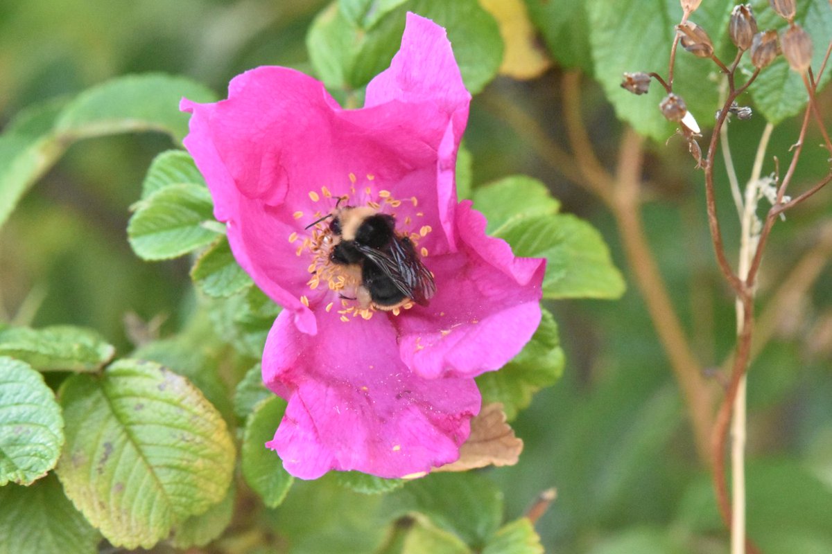 WillapaP's tweet photo. Bumblebee gathering pollen from a rose.

#Bumblebee 
#ROSE 
#NaturePhotography 
#nature 
#photography https://t.co/jdOqoqJ6qZ