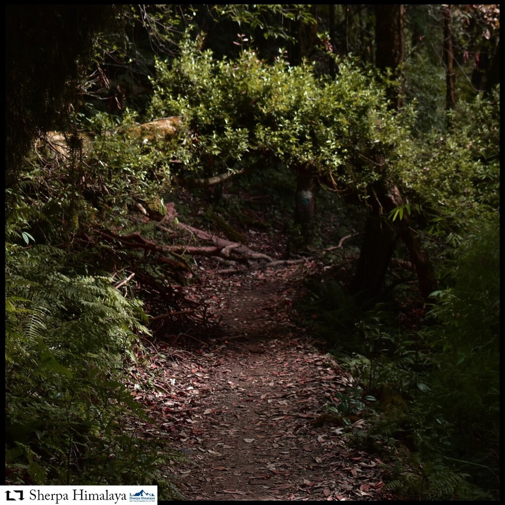 SherpaLtd's tweet photo. To walk in nature is to witness a thousand miracles. Lets wander and feel the  miracles with sherpa himalaya. #explore #travel #trekking #sherpa himalaya#climbing https://t.co/cMJsGhpZOB