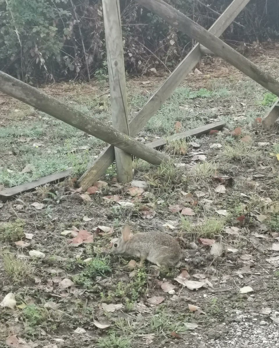 marcoregni's tweet photo. E anche questa mattina il #leprotto del #percorsoverde è in perfetto orario... We run!!! https://t.co/2yv5xpXTgR