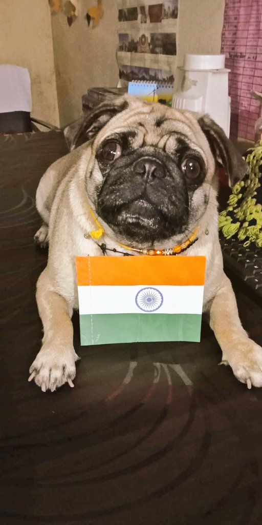 Raavanankka's tweet photo. भारत सरकार द्वारा चलाई गयी हर घर तिरंगा के इस मुहिम में छोटा सा योगदान. मुझे गर्व है भारतीय होने का 🇮🇳🇮🇳🇮🇳🇮🇳 https://t.co/0s8NzLGk2e
