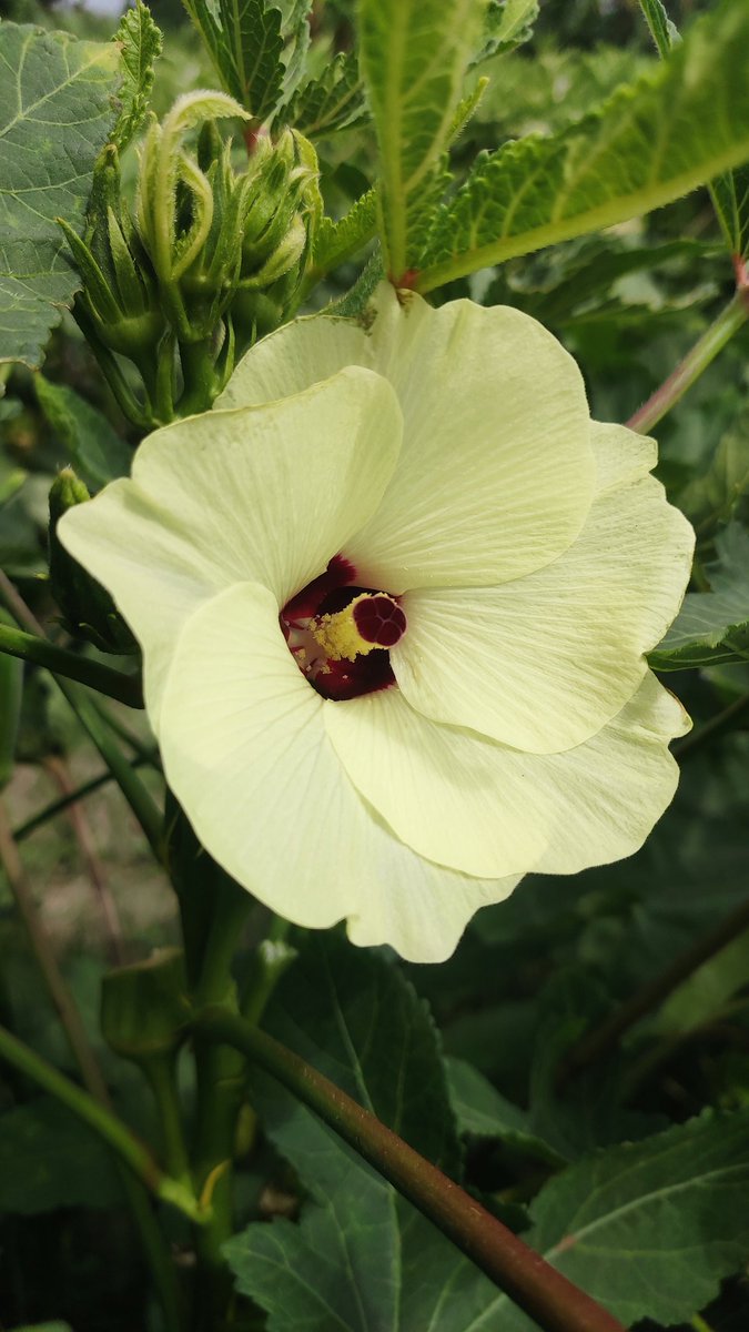 Photography9955's tweet photo. Ladyfinger flower... https://t.co/1ePwZv2OcD