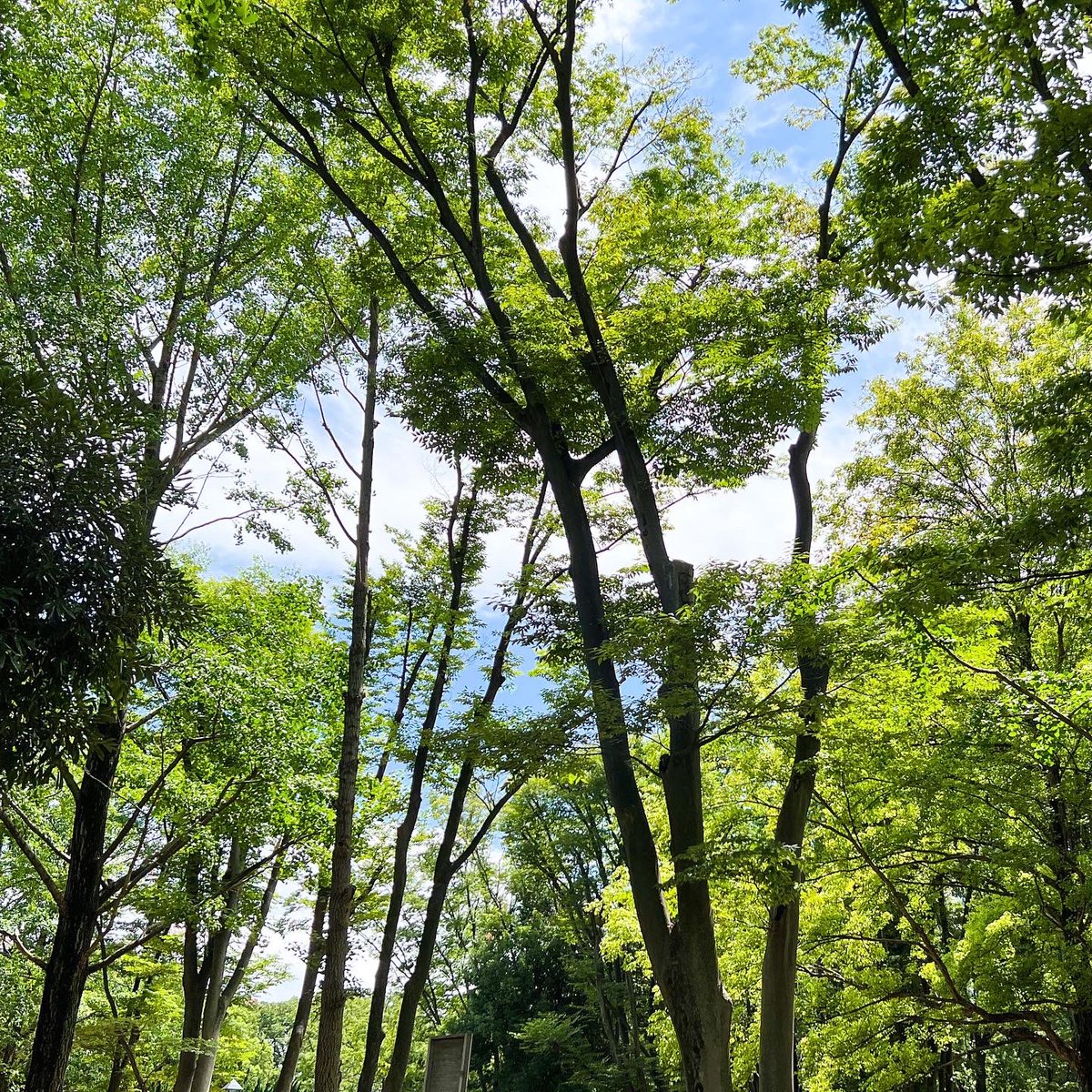 nadesign's tweet photo. 走るデザイナー
台風一過、気温33℃、湿度68%、雲は多め、人は少なく、ただ暑い。
Today's #applemusic is #shogohamada
Ran 8.30 km with the #NRC
#adidas #adidasrunning #adizero #adizeroadiospro #JustDoIt #running #runner #runners #nikerunning #applewatch #beats #beatsfitpro https://t.co/q0kxt2Y7fk