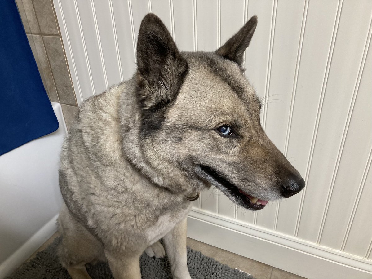 Burner Herzog tweet media