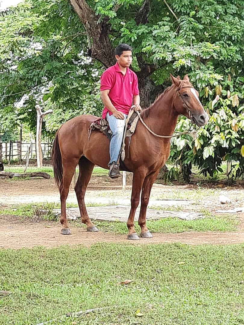 Tiempos de vaqueria a lomos de mi alazan 🐎