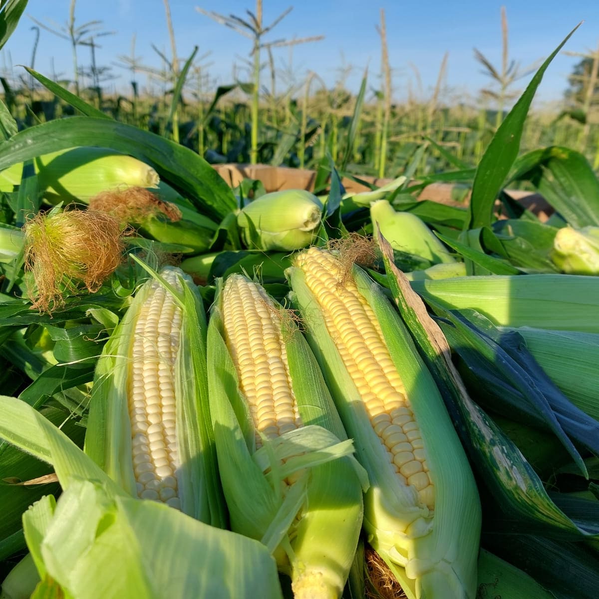 TerrafarmIRL's tweet photo. #irishsweetcorn now being harvested. Get in your local supermarket while stocks last 😍🌽😍🌽😍 @Bordbia
#sweetcorn #harvest22 #plant22 #sustainablefarming #circularfarming #sustainableliving #farmingireland #ornamentalsweetcorn #Terrafarm https://t.co/h0kIA4pFaq