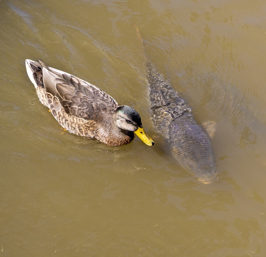 villedieulake's tweet photo. Carp tend to slow down in the winter months, they enter a sort of hibernation period whereby they do not feed so much and move much more slowly to conserve energy. 
#villedieulake #fishinginfrance #fishoftheweek #carpfishing #lakelifebestlife #karpfen #carp #magnacbourg #newlake https://t.co/BU6pXRm8RA