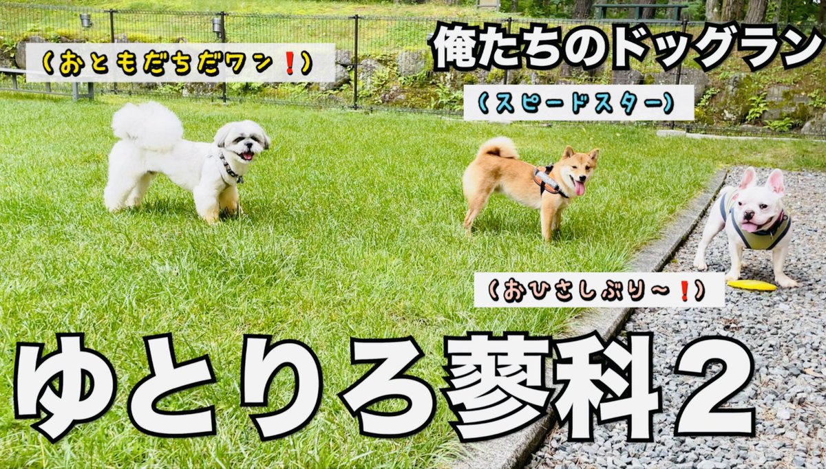 photographerPi's tweet photo. ゆとりろ蓼科with dogのドッグラン❗️初めて会った3匹のおかしな追いかけっこをぜひご覧ください🎉⬇️⬇️⬇️

➡️https://t.co/dOGfRwQSyp⬅️

#dog #dogrun #わんこ #nagano #長野　#ゆとりろ　＃犬連れ　#お出かけ　＃競争　＃かわいい https://t.co/GpydoT7vkr