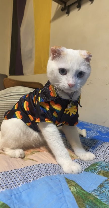 apollomei's tweet photo. gay wright’s https://t.co/aSz3KJrbYm