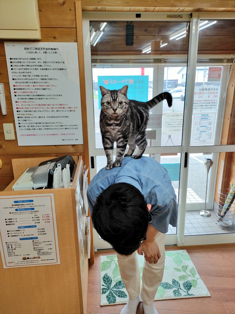 猫カフェちぐら S Tweet 新潟 猫 猫カフェ Trendsmap 猫カフェちぐら S Tweet 新潟 猫 猫カフェ Trendsmap