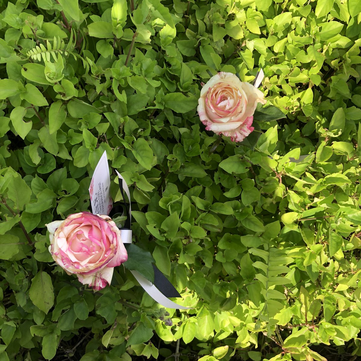 𝒩˳𝒷 ❀⋆ ྀི (rest) tweet media