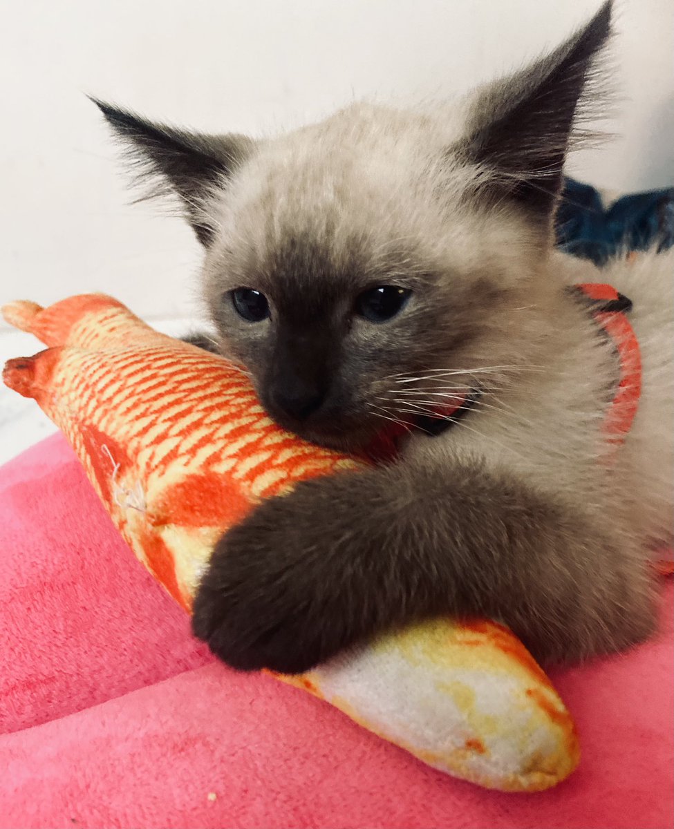 dianevalentinn's tweet photo. My baby cat Domino 😻
 #cuteface #CuteCats https://t.co/RF5KrMsw3Z