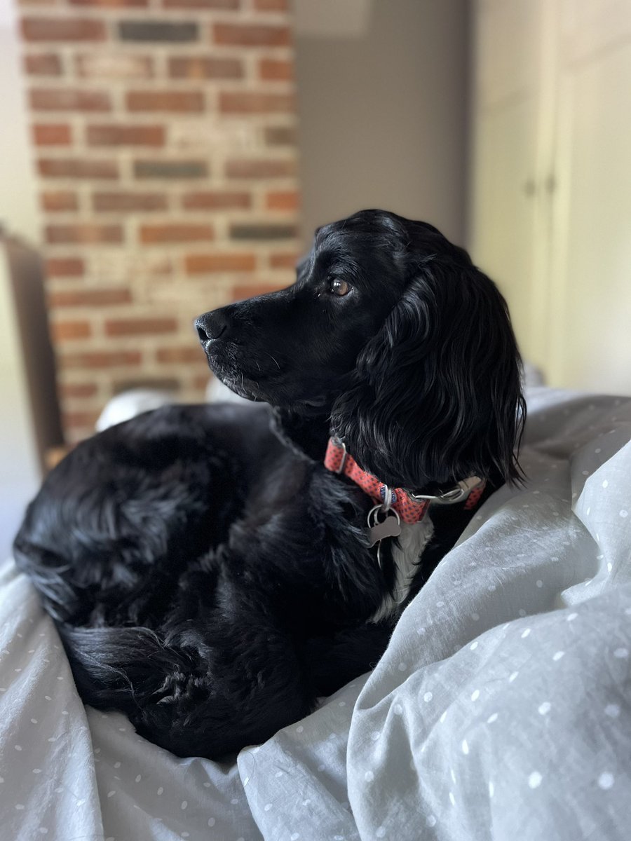 Morning Peeps, just surveying 👀 👀👀the area from my comfy resting place 🛌 … a doggie’s always on guard 💂‍♀️ duty…..keeping the family safe 🤨….so far all clear
🐾💕Max 
#sundayvibes #doggstyle #DogsofTwittter #cute #Beautiful