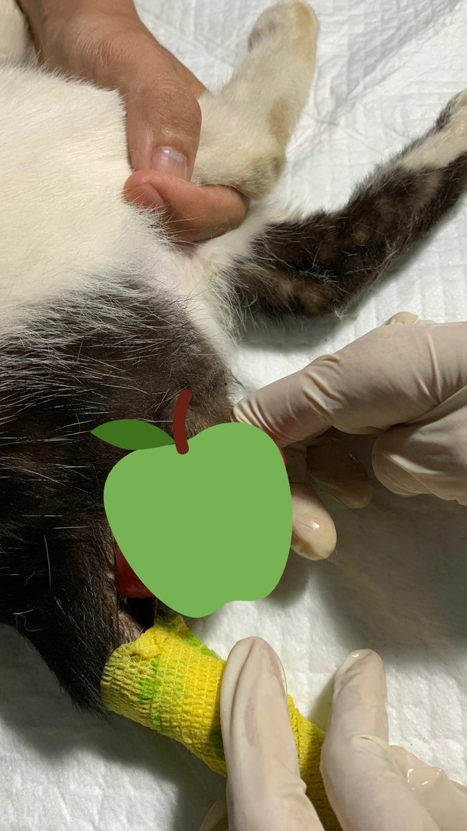 ri_ririnn's tweet photo. HELP RT - OPEN DONASI

Mohon bantuannya utk kucing Obi. Awalnya dia kabur dr rumah bbrp bulan. 2hr yg lalu pulang dg kondisi anus keluar kemungkinan krn susah pup. 
Mohon bantuan donasinya spy Obi bs segera ditangani lbh lanjut. 🙏🏻 https://t.co/7BhVWp2rsR