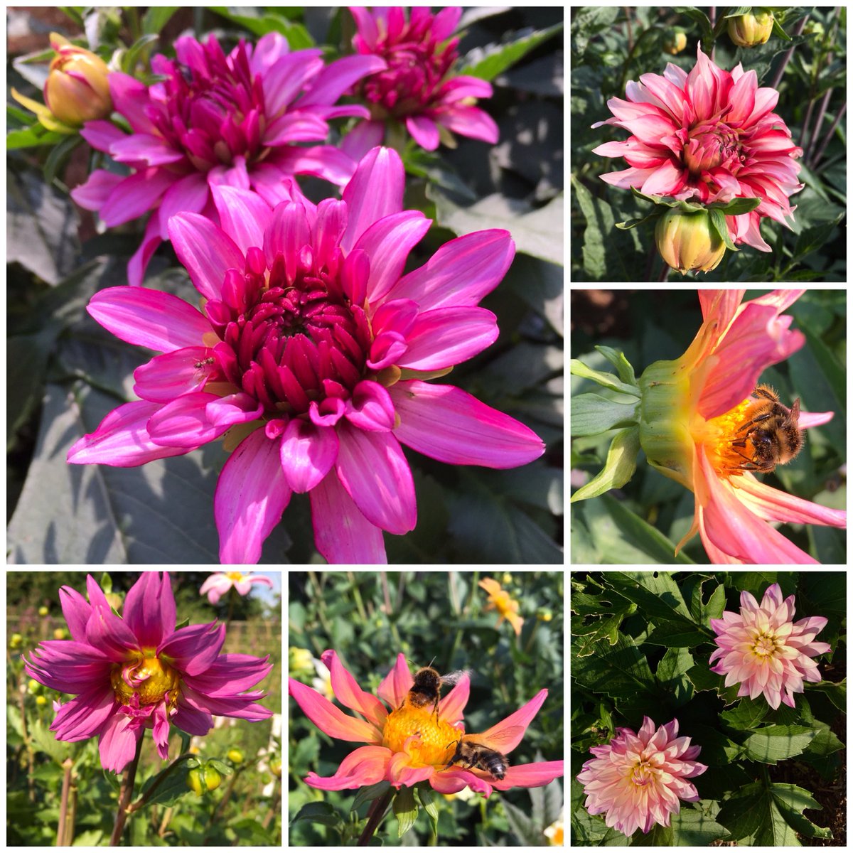 QuietCountryL's tweet photo. ✨🌸Super late to #SixOnSaturday due to melting🫠 and here are dahlias that I am trying to keep going for a September wedding 🤞🏼rain is on its way soon ⁦@cavershamjj⁩ ⁦@Jparkersbulbs⁩ https://t.co/ISWnYPALtC