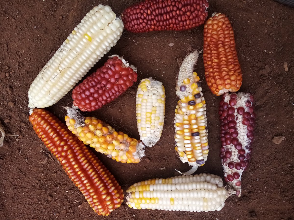 CSHEPKENYA's tweet image. Colors are the smile of nature💚
#indegenousseeds