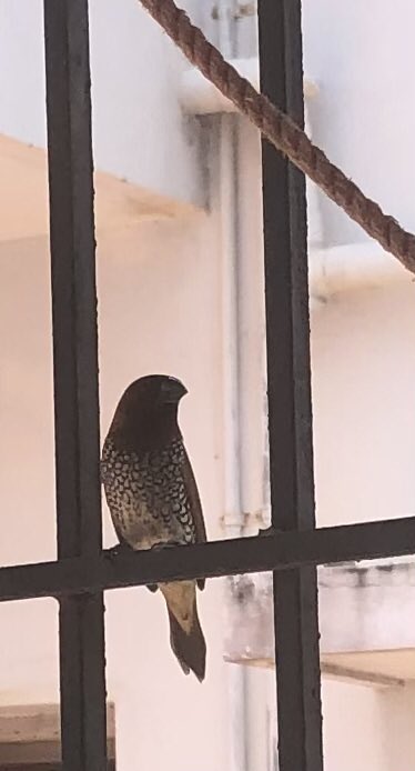 DrSaba's tweet photo. Munia at the window! #realtwitter #nature https://t.co/Z5FXA2xbGp