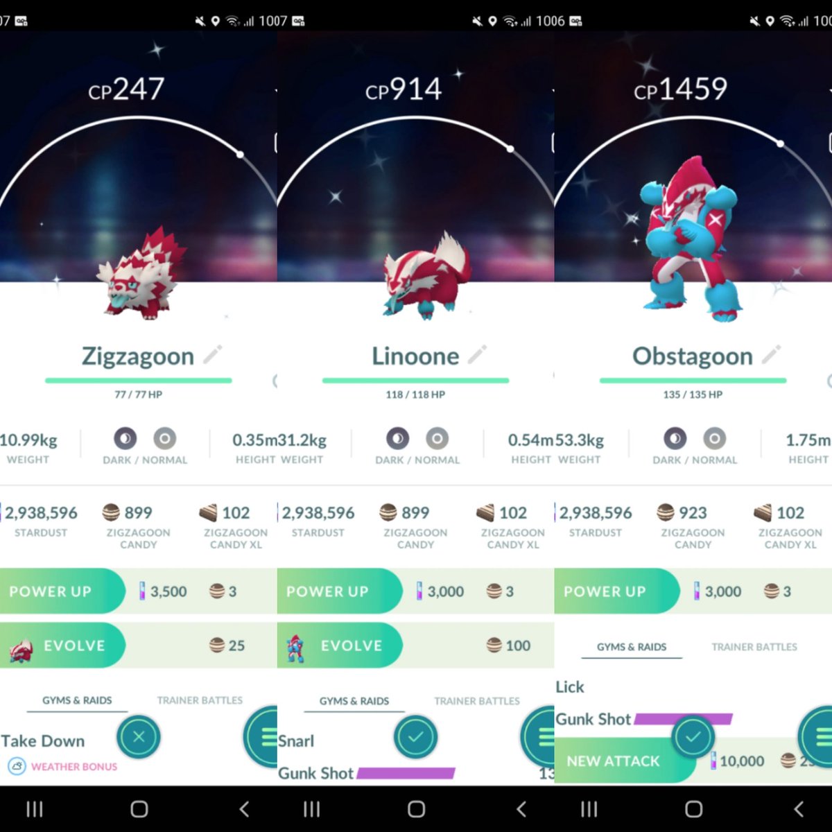 PrimoWinters's tweet photo. Shiny Zigzagoon, Linoone &amp; Obstagoon #zigzagooncommunityday #Zigzagoon #Linoone #Obstagoon #PokemonGO #ShinyPokemon #niantic https://t.co/R7MOl2GCFq
