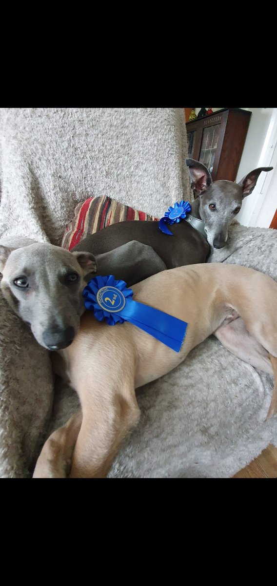 Wispawhippet's tweet image. Mum taken phone on holiday but not me! Wrong! Anyway, apparently she was looking through photos of me (Yes she does miss me that much) and found an old photo. Fudge coming 2nd in qutest Pup and me 2nd for best in show. Very good day.