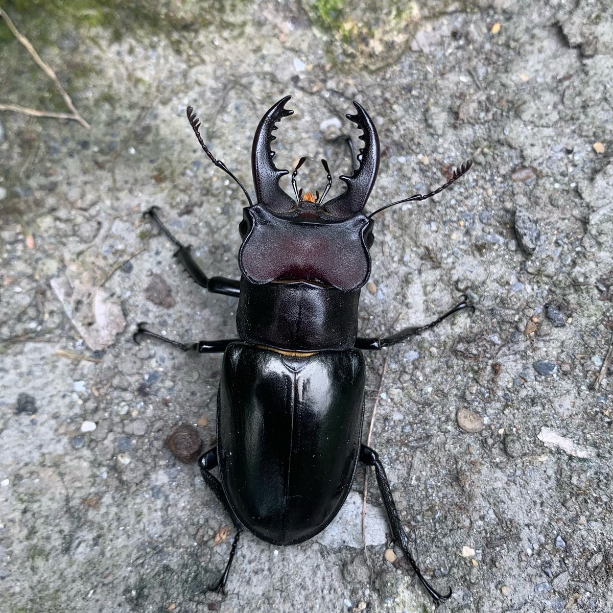 THYbeetles's tweet photo. Lucanus kanoi piceus
黑栗色深山鍬形蟲
-
臺灣|宜蘭(Yilan County)
———————————————
#thybeetles #beetles #insects #Lucanus #Lucanuskanoi #Lucanuskanoipiceus #昆蟲 #甲蟲 #鍬形蟲 #黑栗色深山鍬形蟲 #昆虫 #甲虫 #クワガタ #くわがた #クリイロクワガタ https://t.co/ZELxWrV8C1