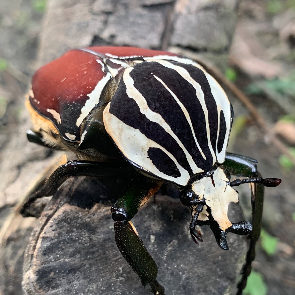 THYbeetles's tweet photo. Goliathus goliatus
歌利亞大角花金龜(大王花金龜)
-
非洲|喀麥隆(Cameroon)
————————————————
#thybeetles
#insects #beetles #flowerbeetle
#Goliathus #Goliathusgoliatus
#甲蟲 #金龜 #花金龜 #大王花金龜
#歌利亞大角花金龜 #甲虫 #昆虫 https://t.co/JMA2U4bzve