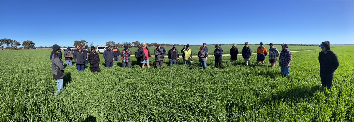 David Pfeiffer tweet media