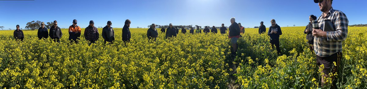 David Pfeiffer tweet media