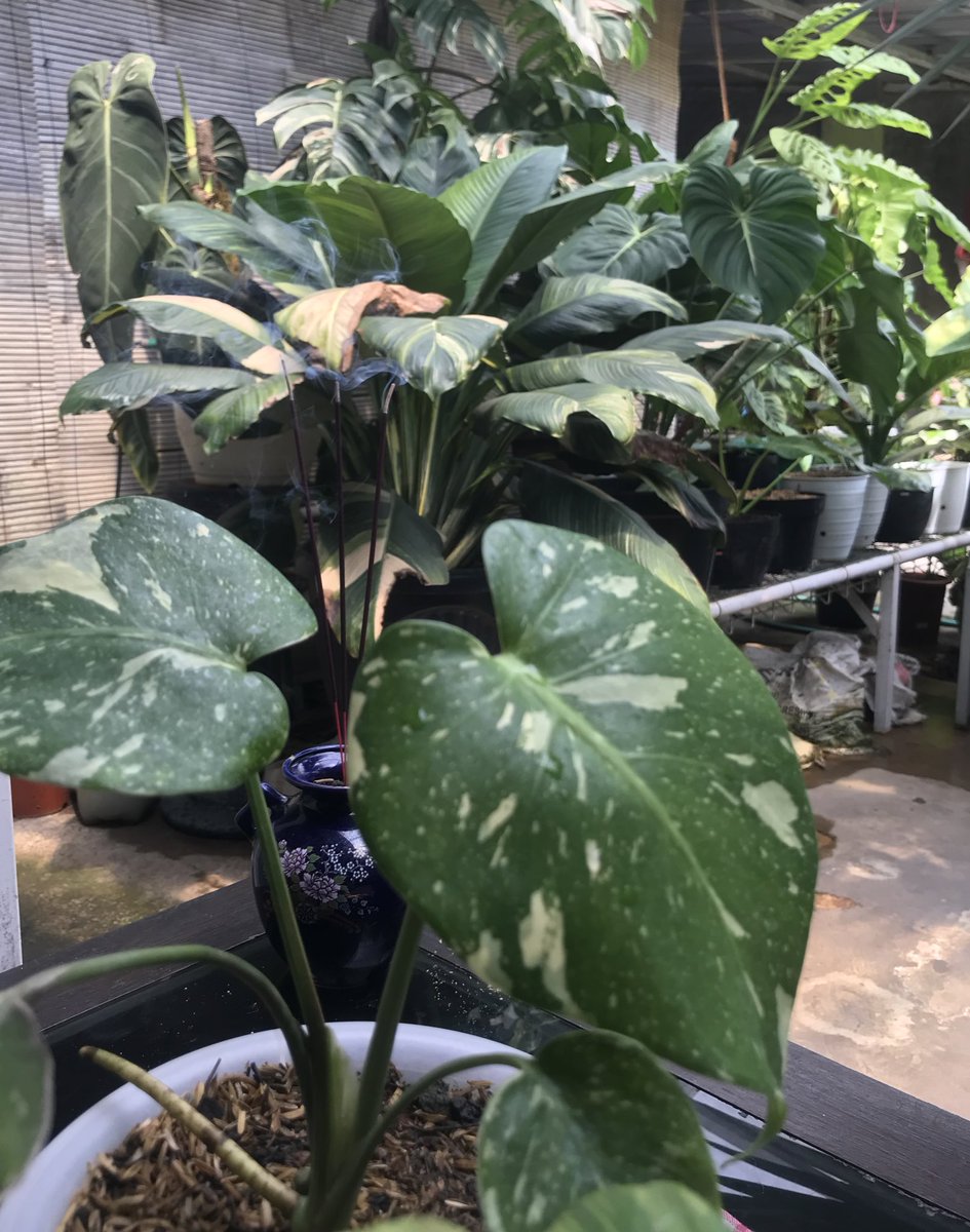 tumbuhsetaman's tweet photo. Vibin’ 🌳 https://t.co/pjEzmPXd6C