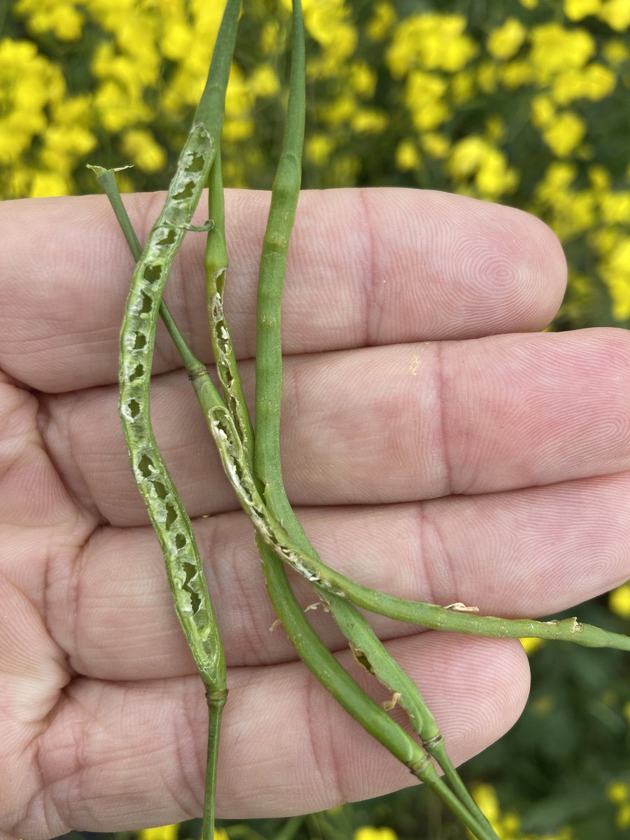 David Pfeiffer tweet media